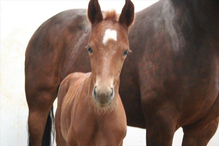 Dansk Varmblod Skovbo`s Romina - smukt udtryksfuldt hovede billede 10