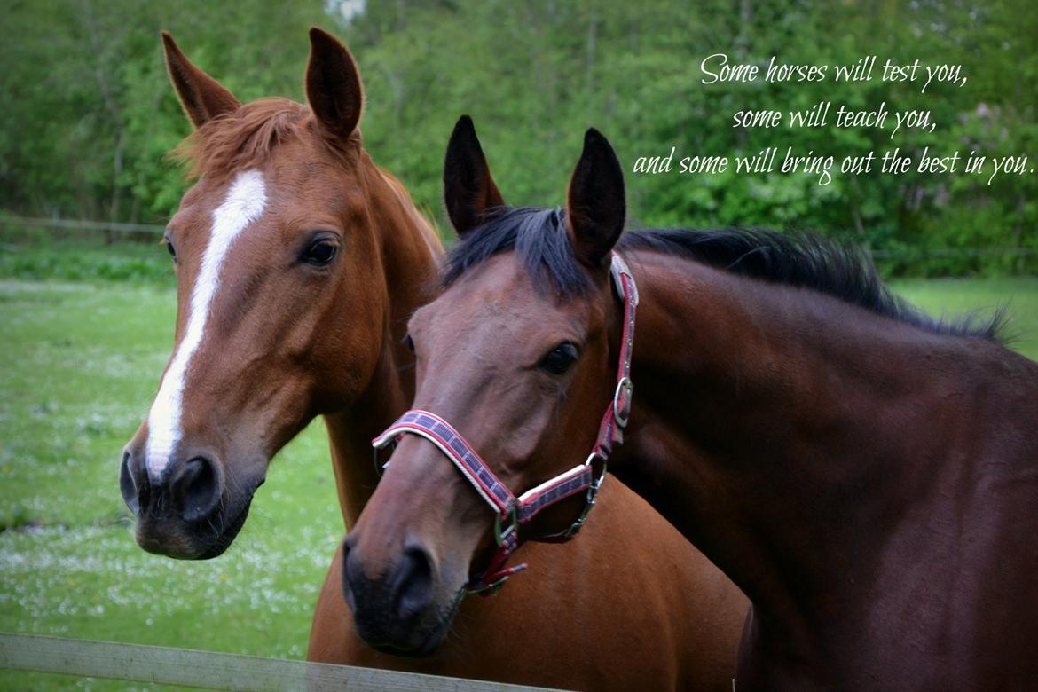 Anden særlig race Fontain Madonna (Fonny) - Fonny og Britta <3 billede 5