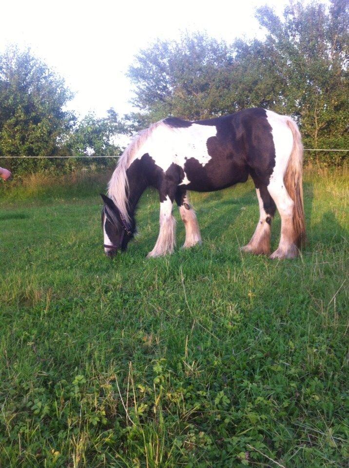 Irish Cob Daisy (solgt) billede 2