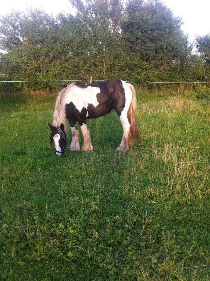 Irish Cob Daisy (solgt) billede 17