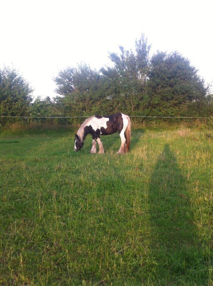 Irish Cob Daisy (solgt) billede 4