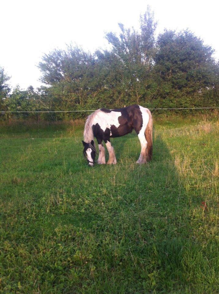 Irish Cob Daisy (solgt) billede 5