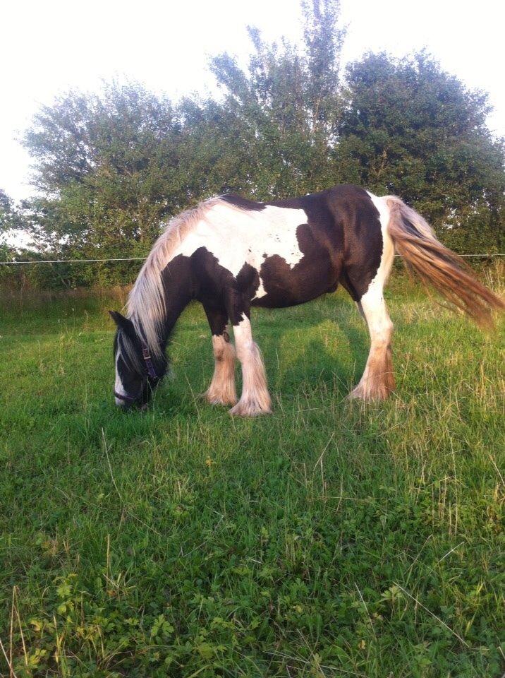 Irish Cob Daisy (solgt) billede 7