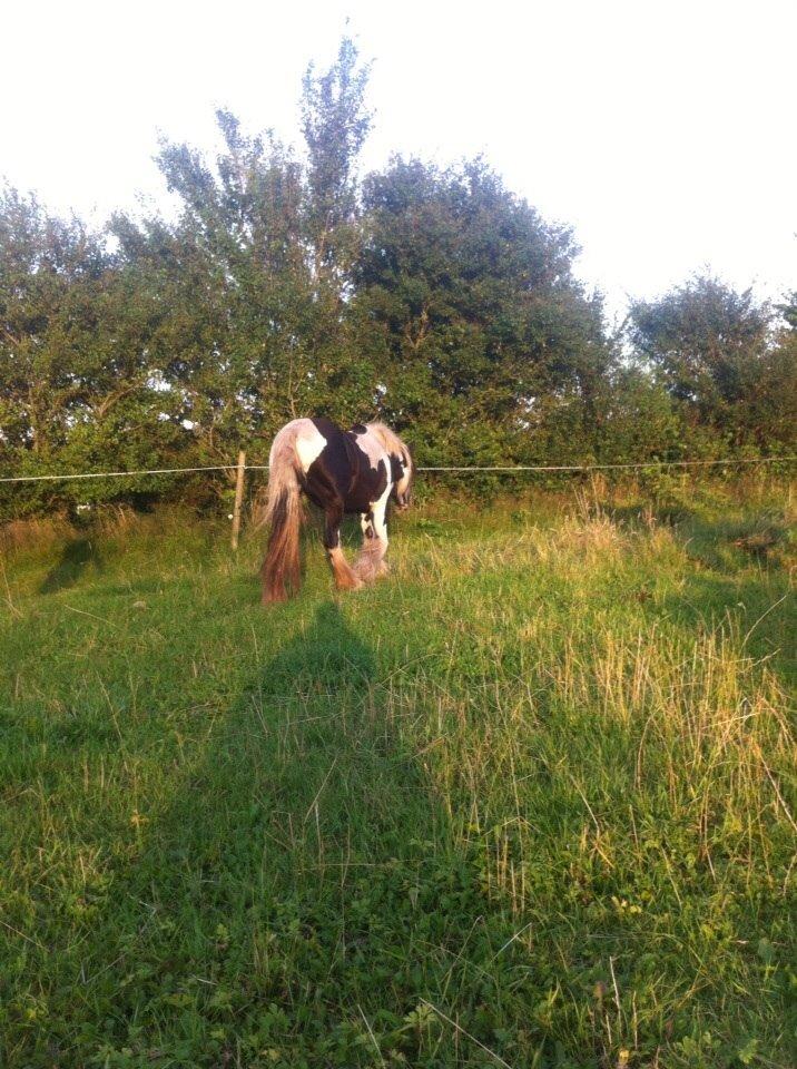 Irish Cob Daisy (solgt) billede 8