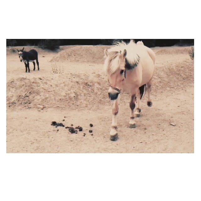 Fjordhest FJORDHEST EDDIE billede 3