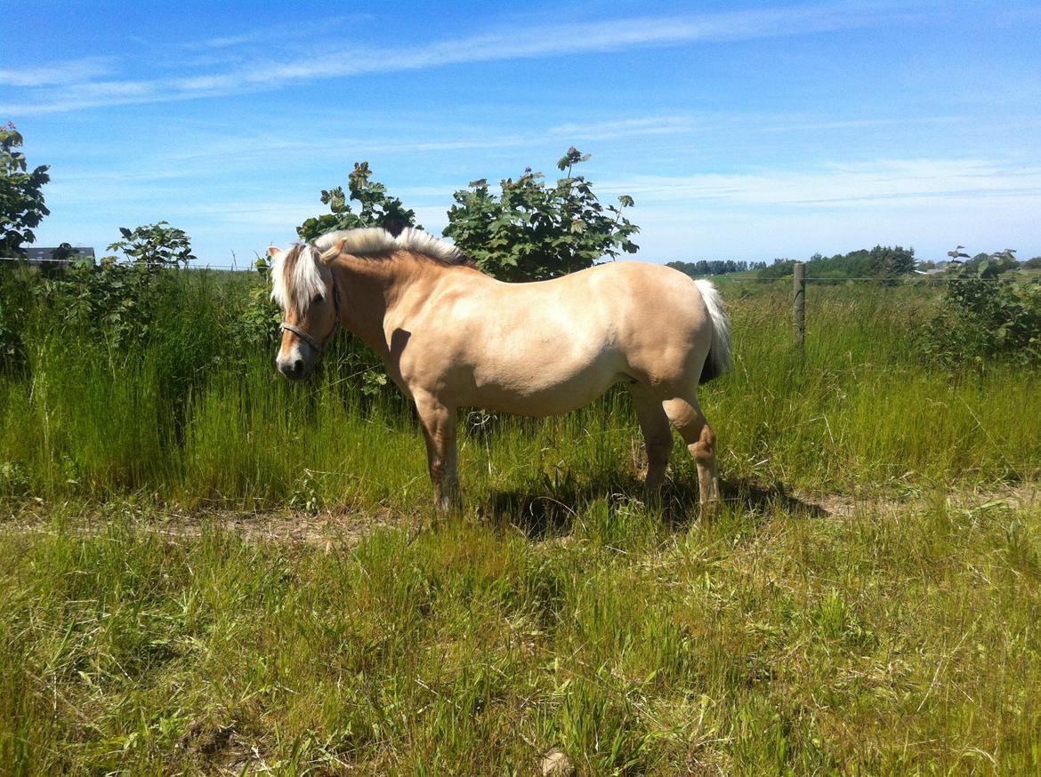 Fjordhest Shavanna  billede 6