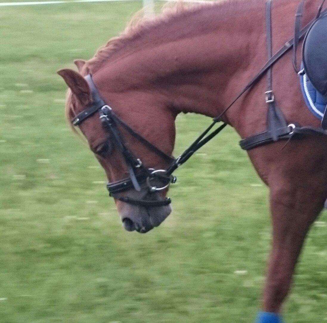 Welsh Partbred (Sec F) Valbjerggaards Casiopaia  billede 3
