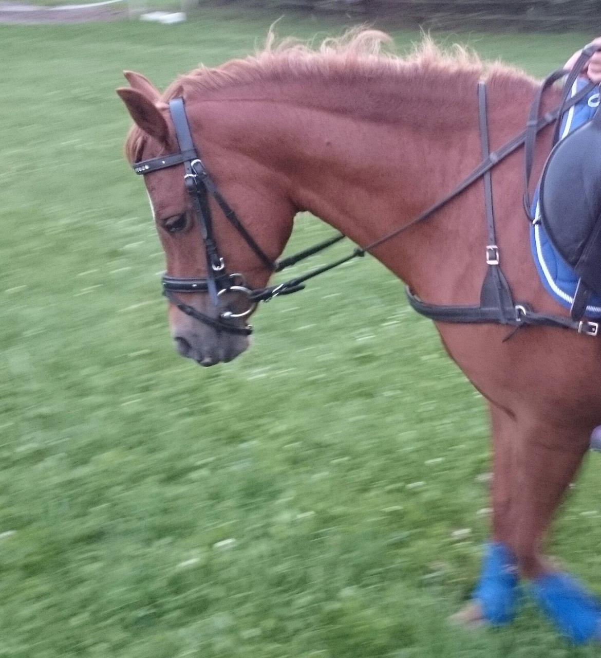 Welsh Partbred (Sec F) Valbjerggaards Casiopaia  billede 5