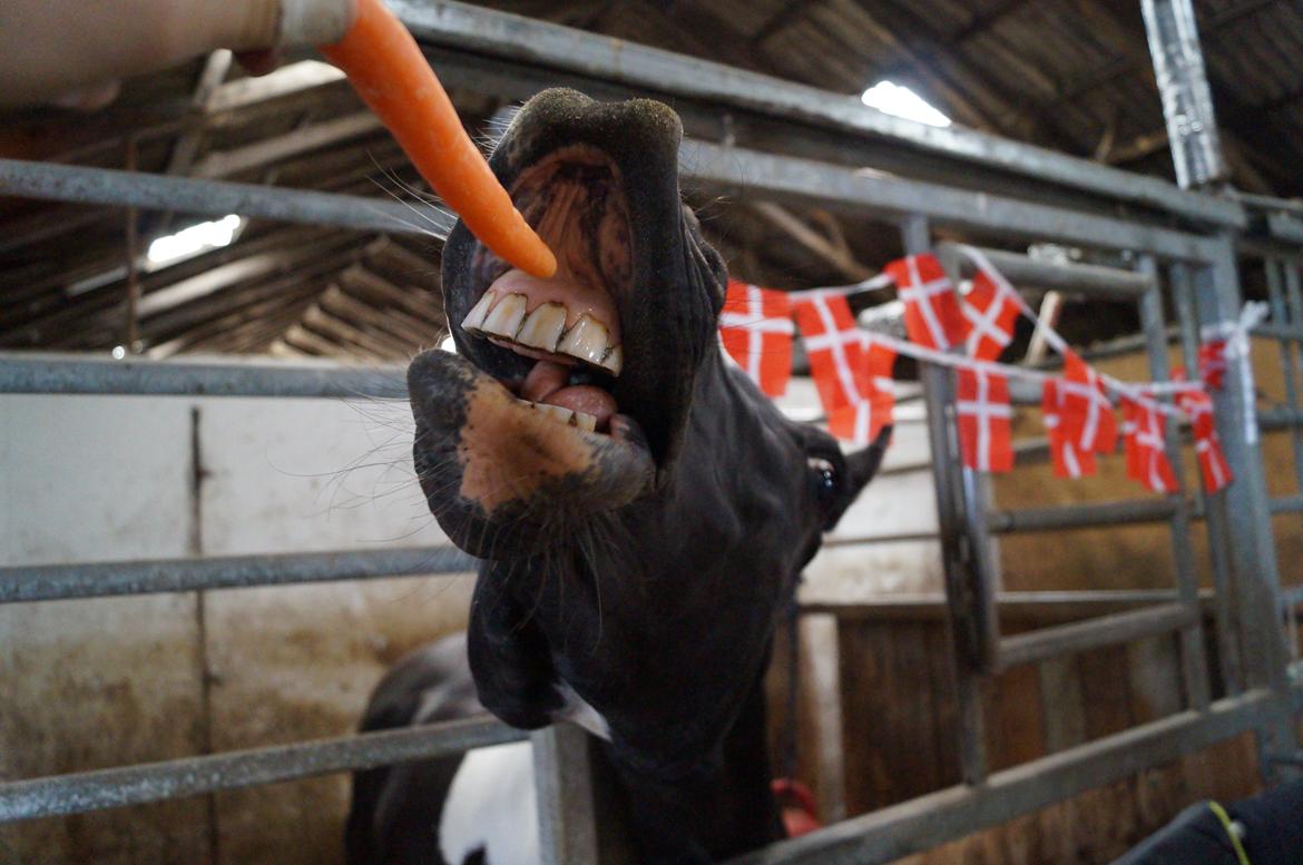 Paint Eskelunds Helga <3  - IN´n a horse's world you never get too old to behave like a child. - Fødselsdag <3 <3  billede 13