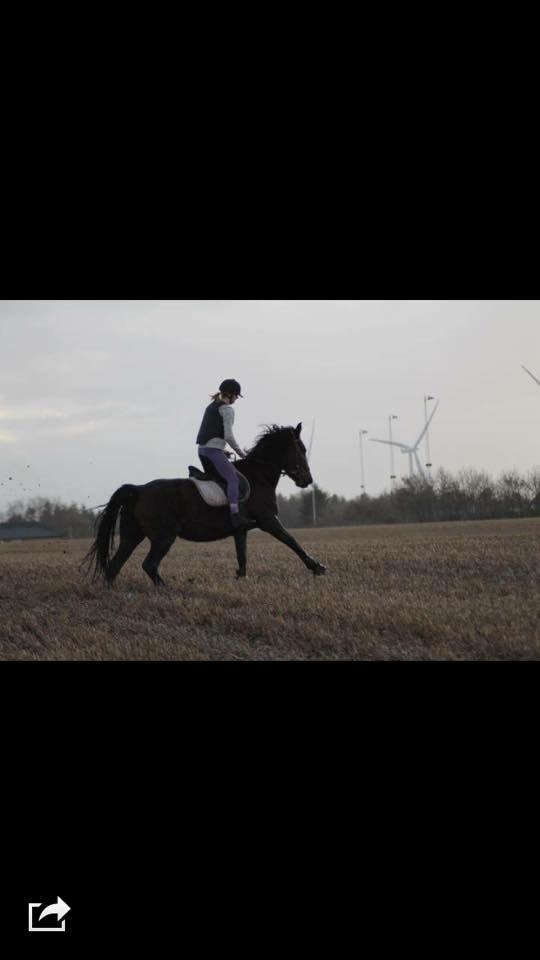 Anden særlig race Josefine. billede 12