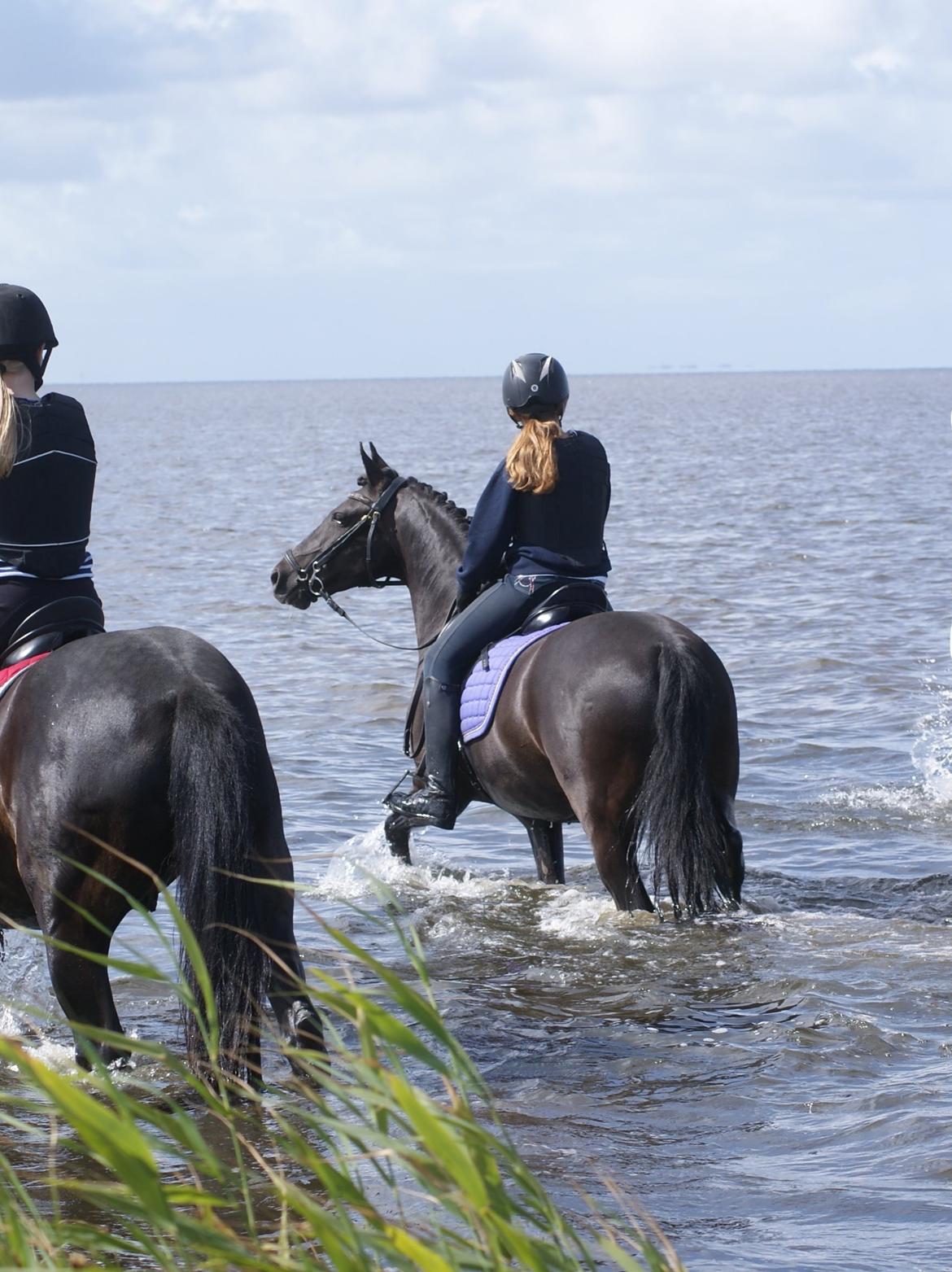 DSP Welvet af Kongshøj (B-pony) billede 10