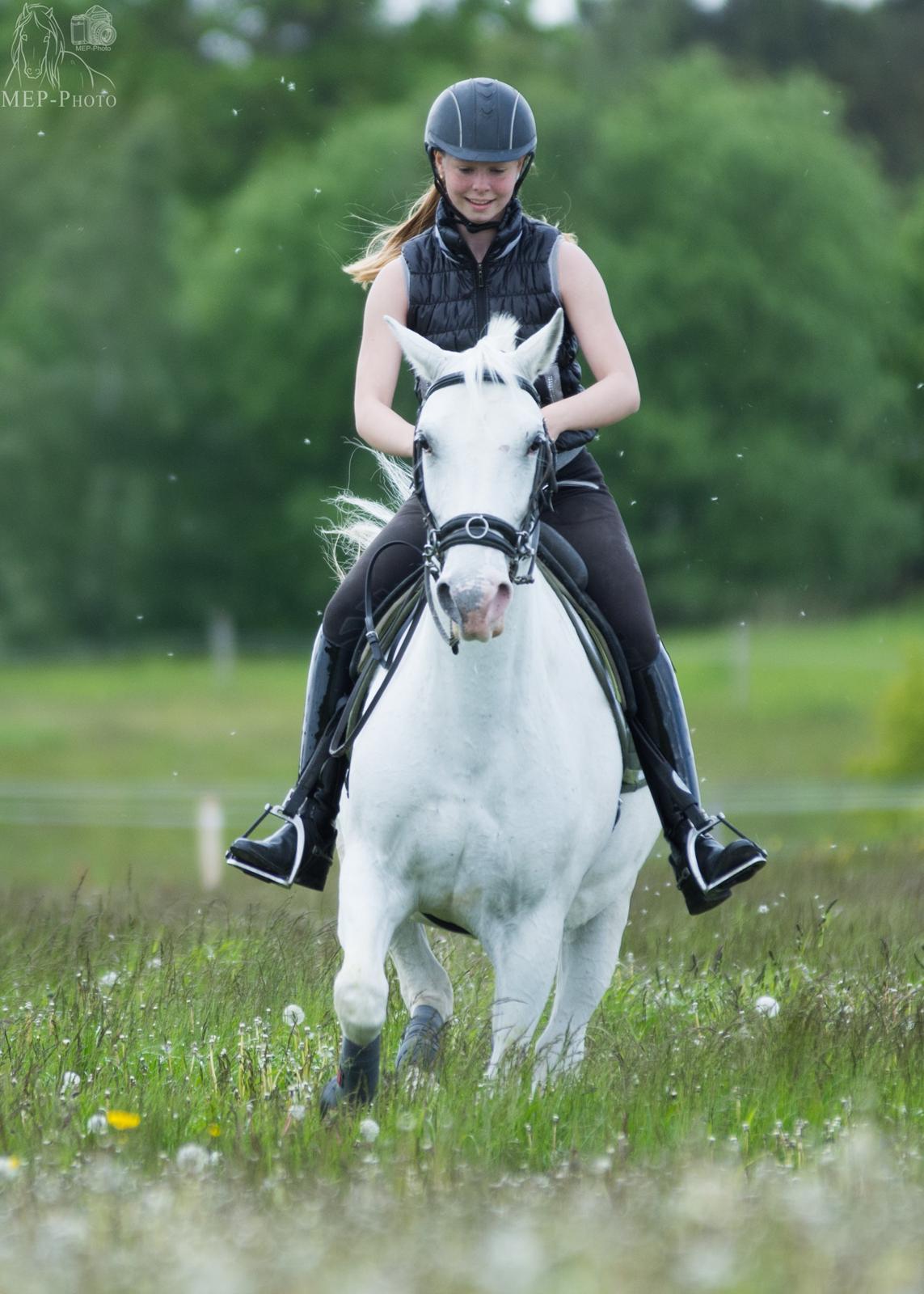 Lipizzaner Africa billede 9