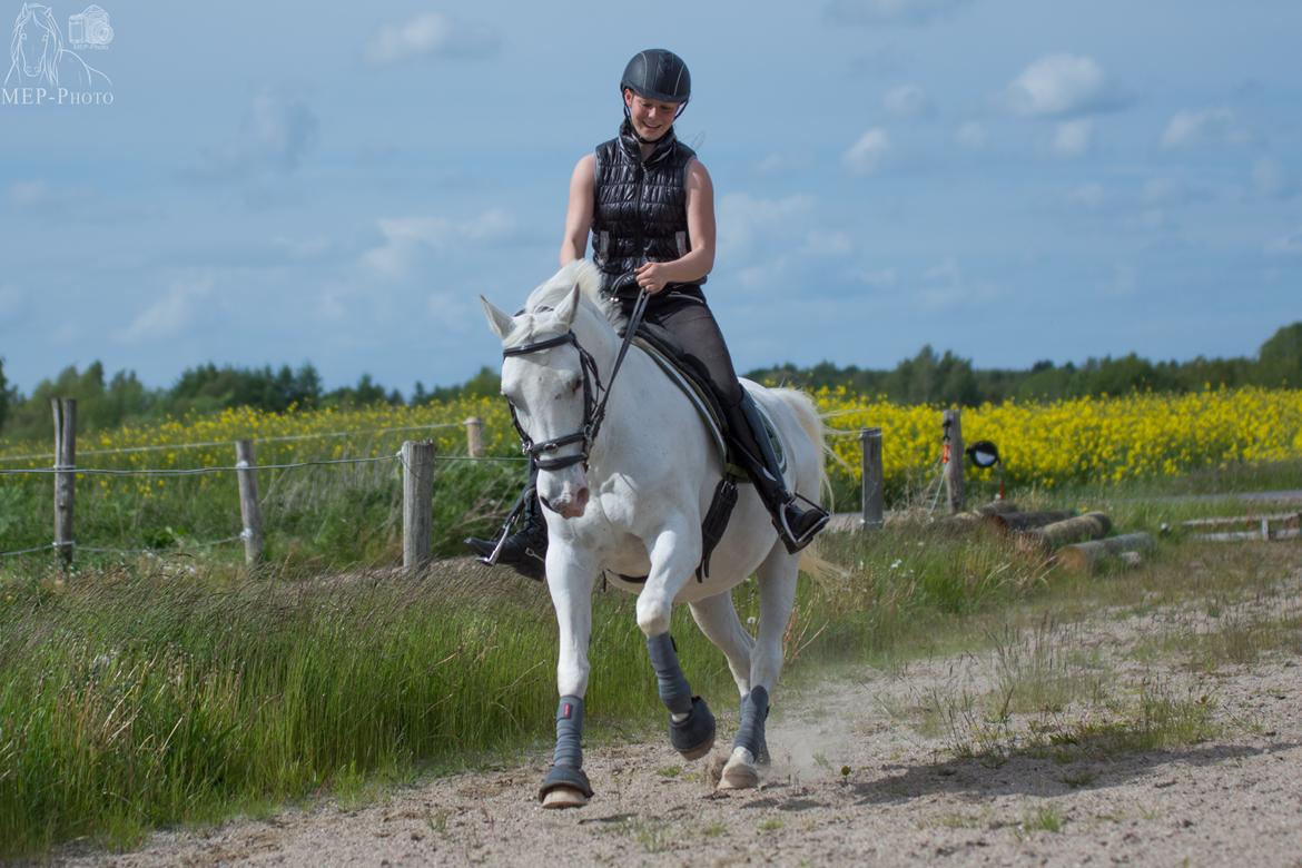 Lipizzaner Africa billede 17