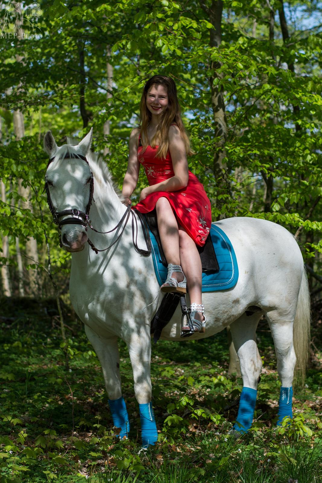Lipizzaner Africa billede 1
