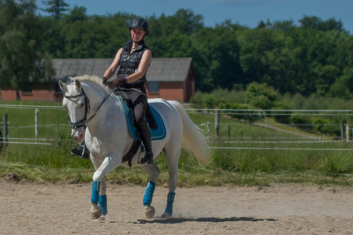 Lipizzaner Africa billede 18