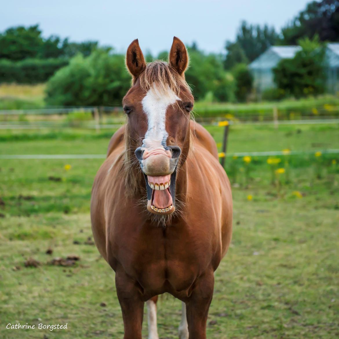 Welsh Pony af Cob-type (sec C) Pwllmelin Georgina (Blob)  - Gaaaaaab billede 1