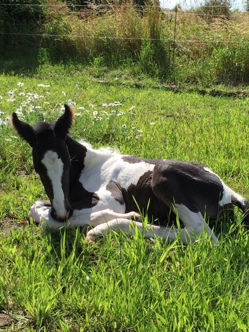 Barockpinto Revsgaards Rhapsody billede 3