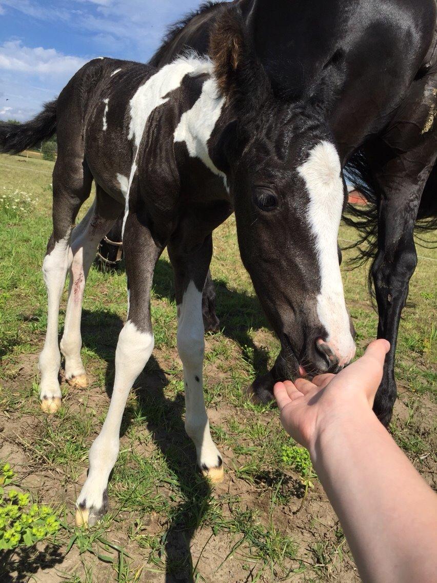 Barockpinto Revsgaards Rhapsody billede 5