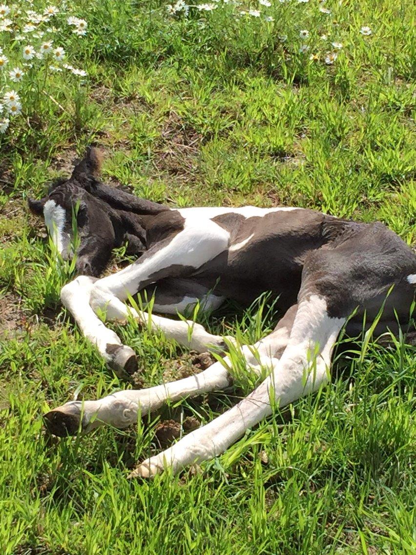 Barockpinto Revsgaards Rhapsody billede 6