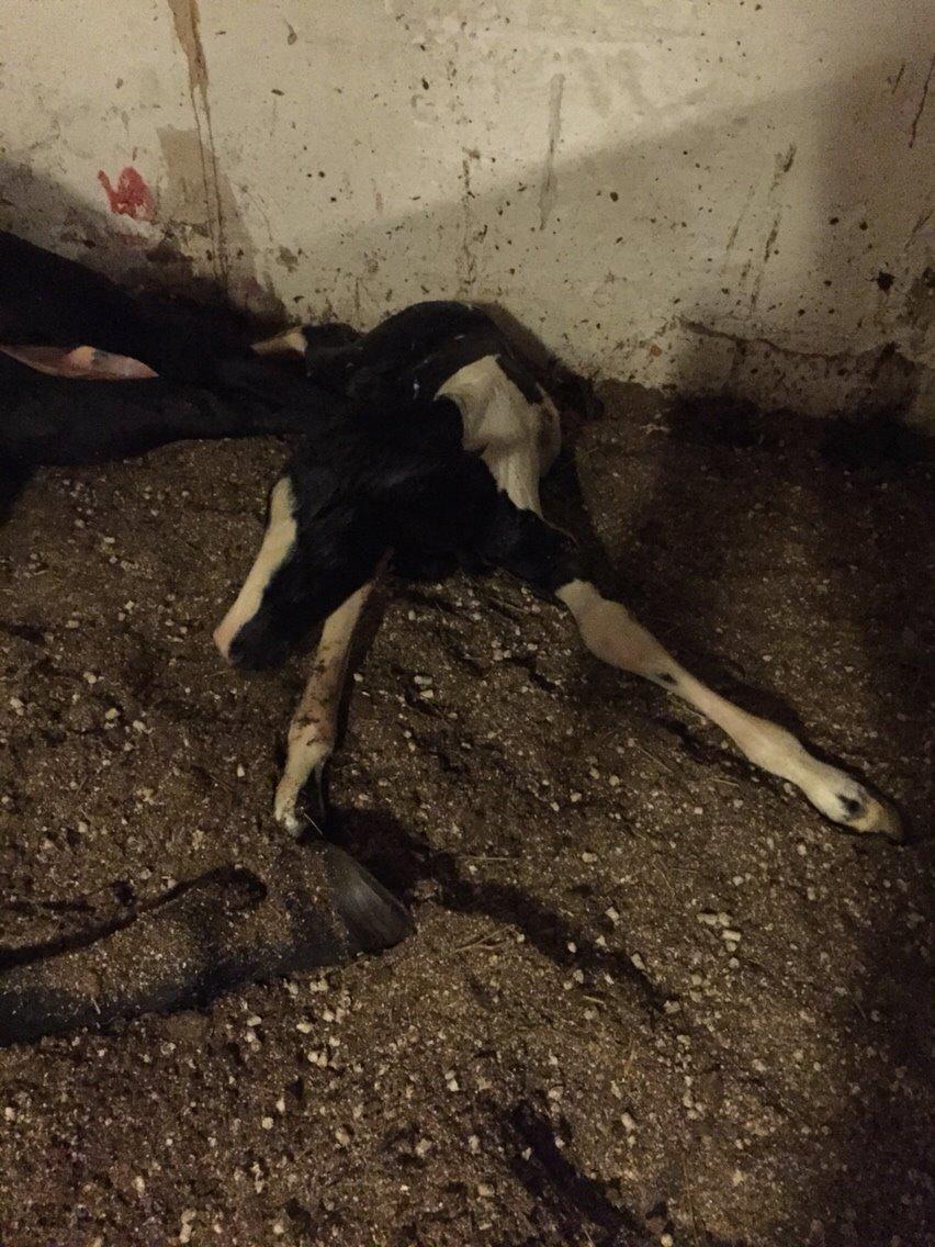 Barockpinto Revsgaards Rhapsody billede 11