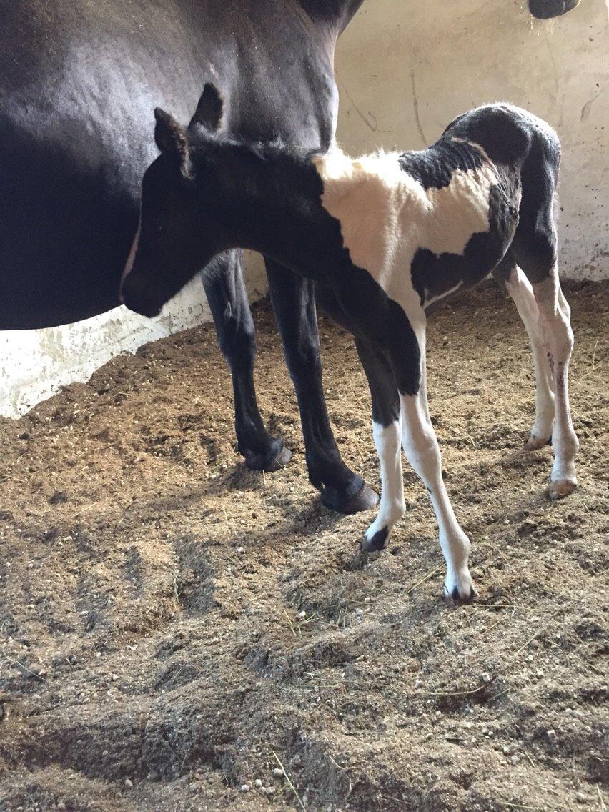 Barockpinto Revsgaards Rhapsody billede 13