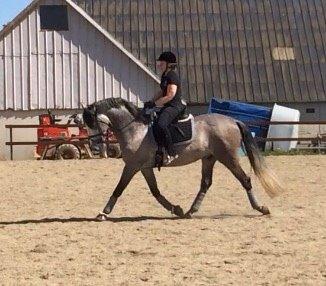 Pura Raza Española Tiento Yet billede 17