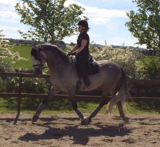 Pura Raza Española Tiento Yet billede 18