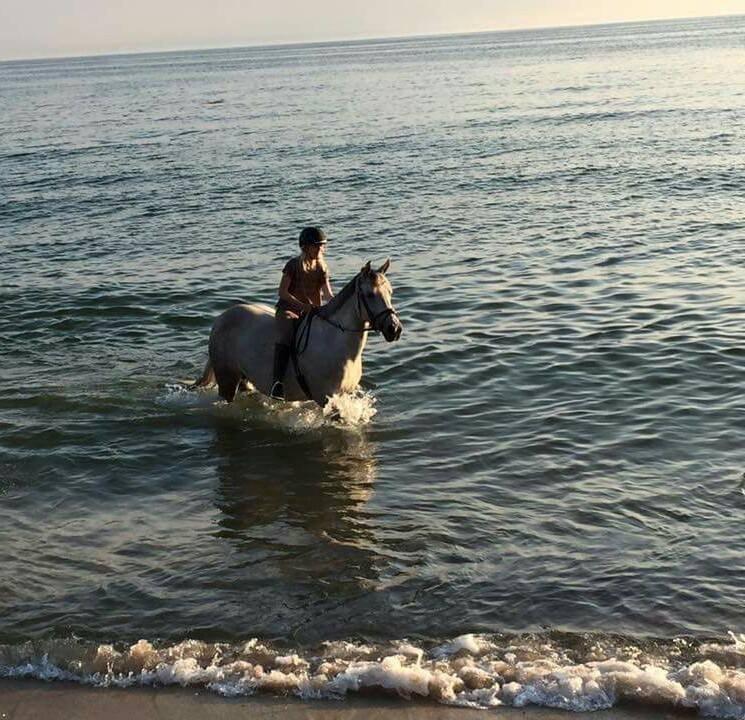 Anden særlig race Freja (My soulmate) - Første gang hun er på en strand :-) billede 18