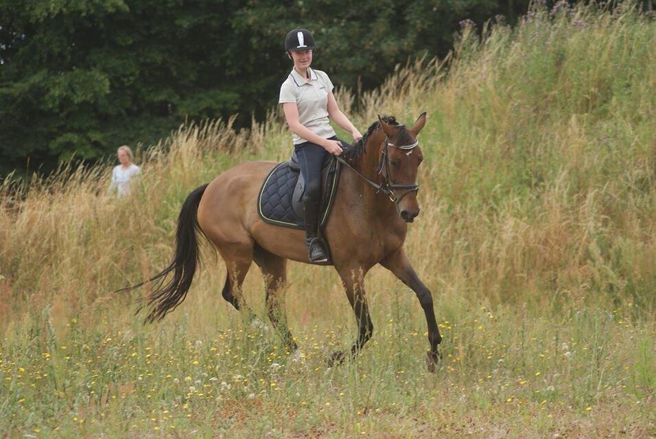 Dansk Varmblod Lady Kraka billede 16