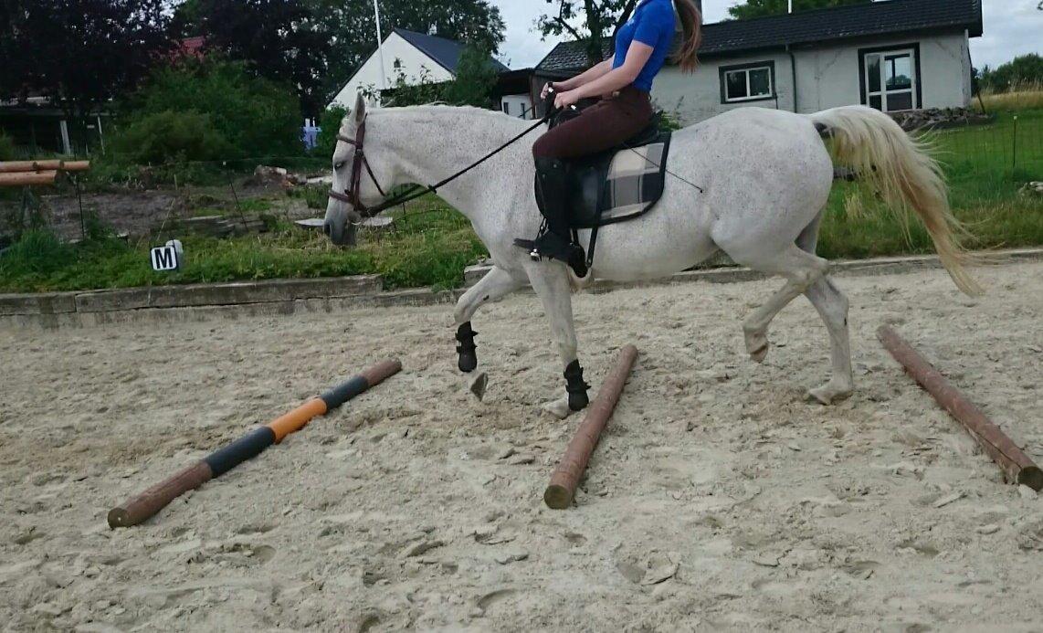 Anden særlig race Wanda billede 4