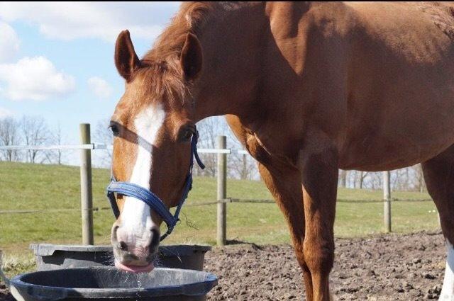 Anden særlig race Manzino billede 15