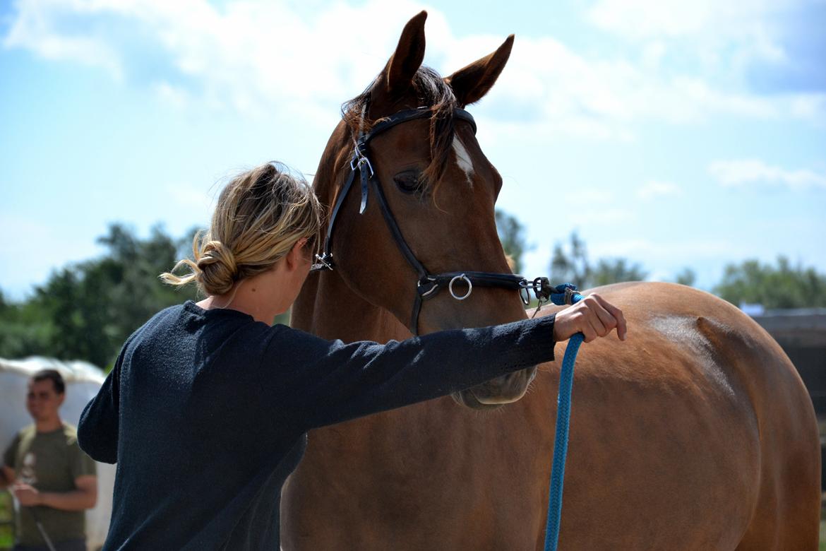 Anden særlig race Spirit billede 15