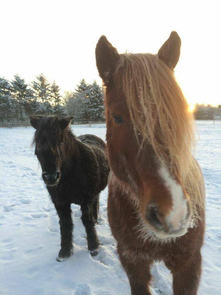 Anden særlig race Samson  - Samson og Gustur😃 billede 6