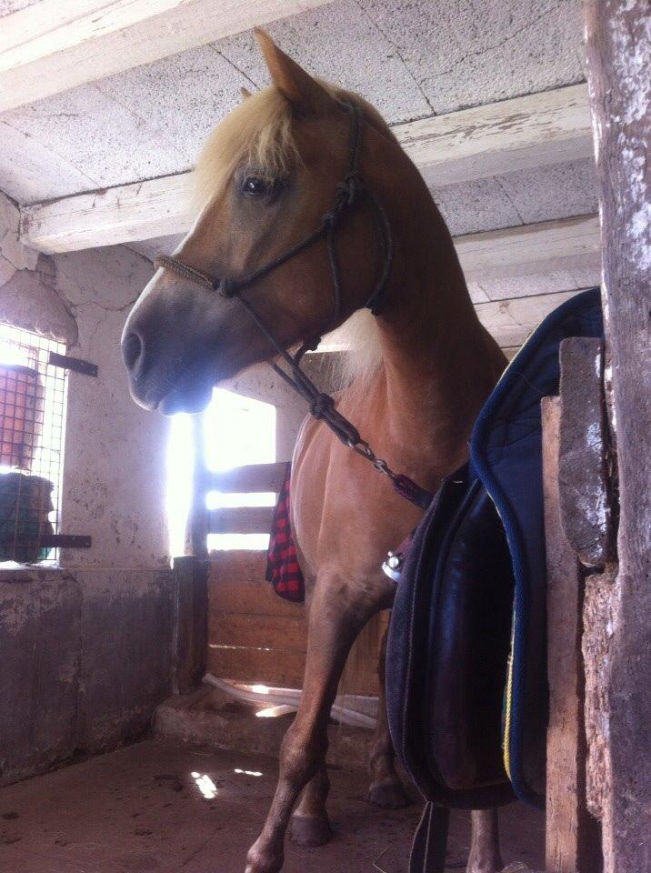 Haflinger Beauty billede 7