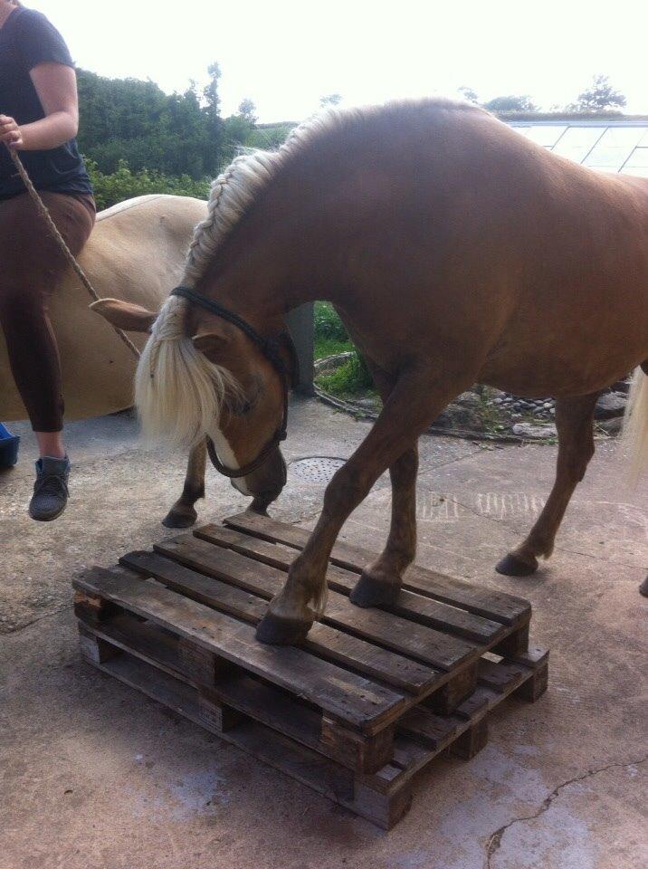 Haflinger Beauty billede 8