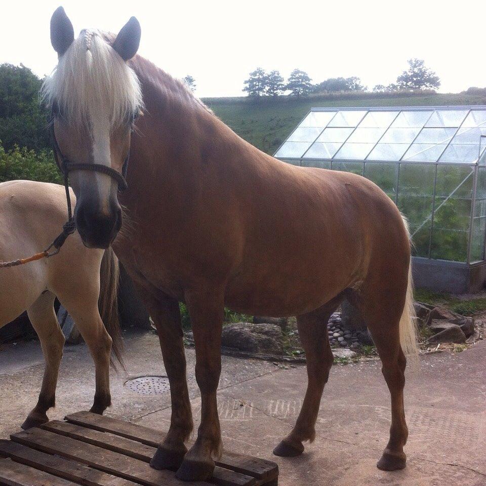Haflinger Beauty billede 10