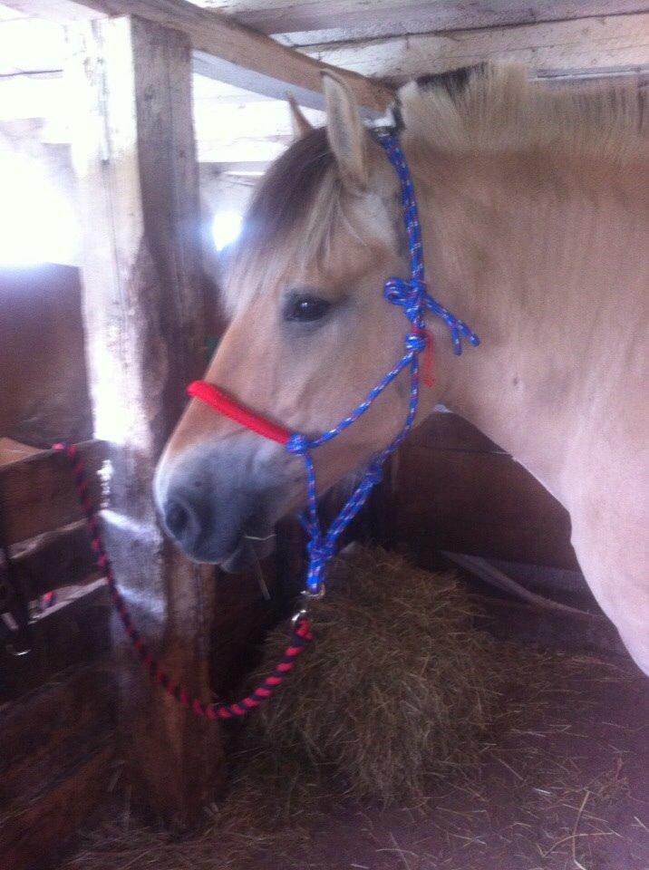 Fjordhest Tilde billede 7