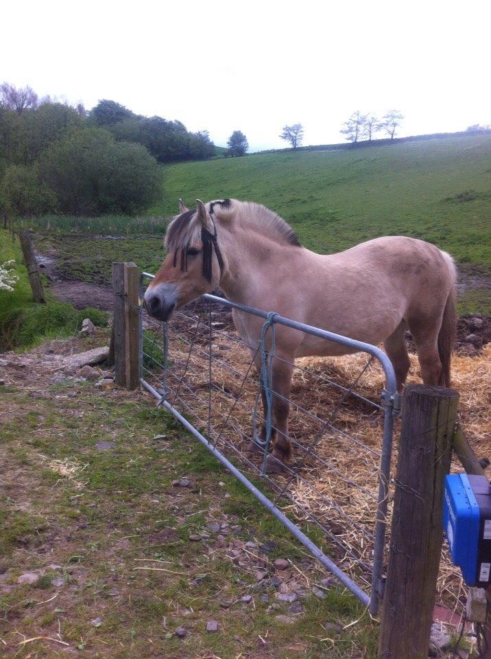 Fjordhest Tilde billede 4