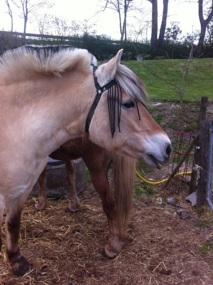 Fjordhest Tilde billede 6
