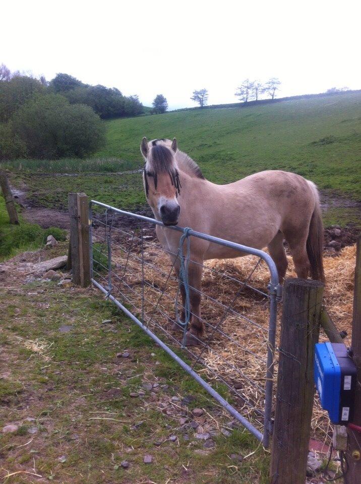 Fjordhest Tilde billede 5