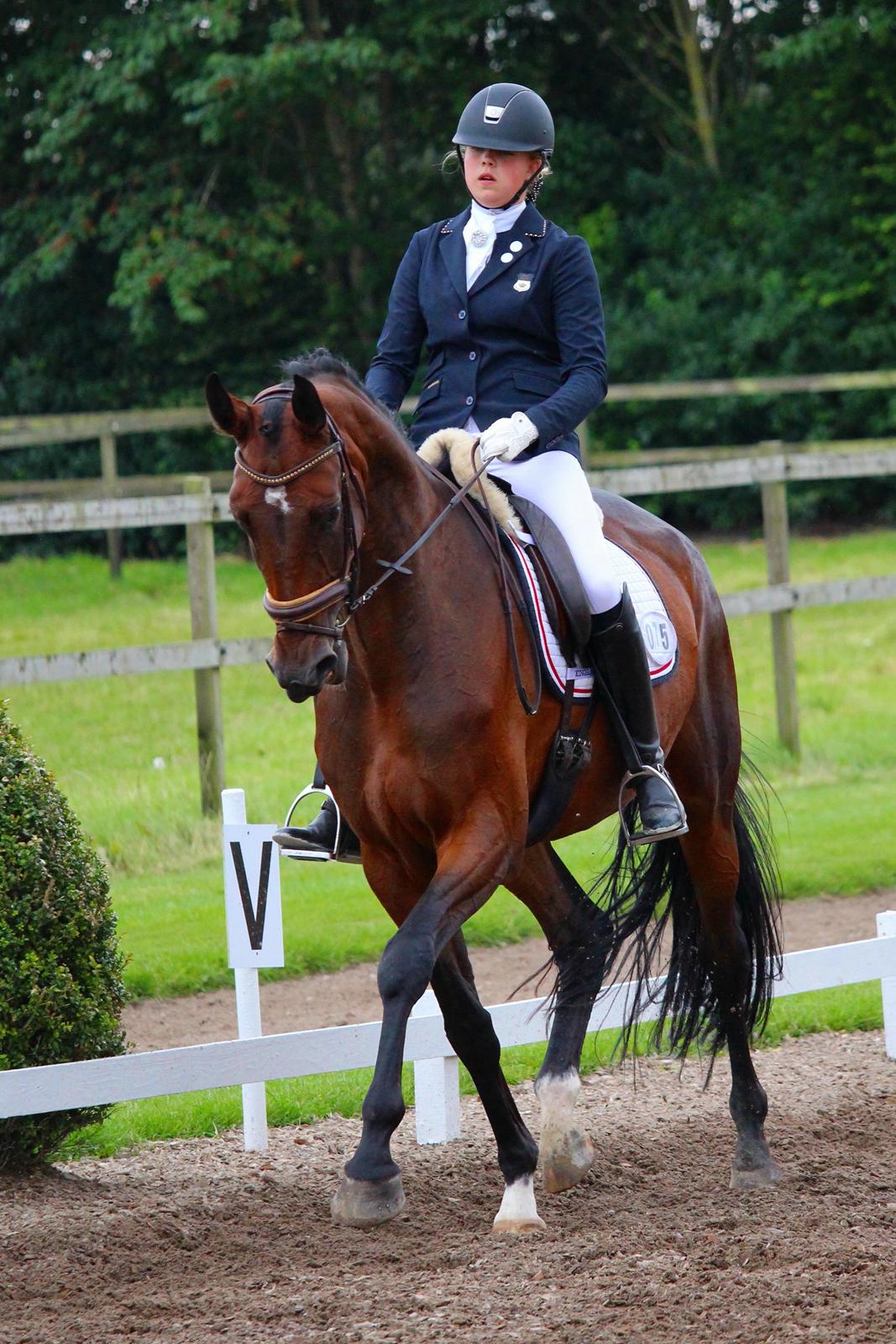 Dansk Varmblod Aalykkes Raffinessa - 5-års i Tørring billede 16