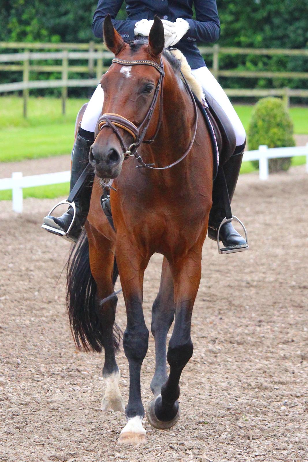 Dansk Varmblod Aalykkes Raffinessa - 5-års i Tørring billede 19