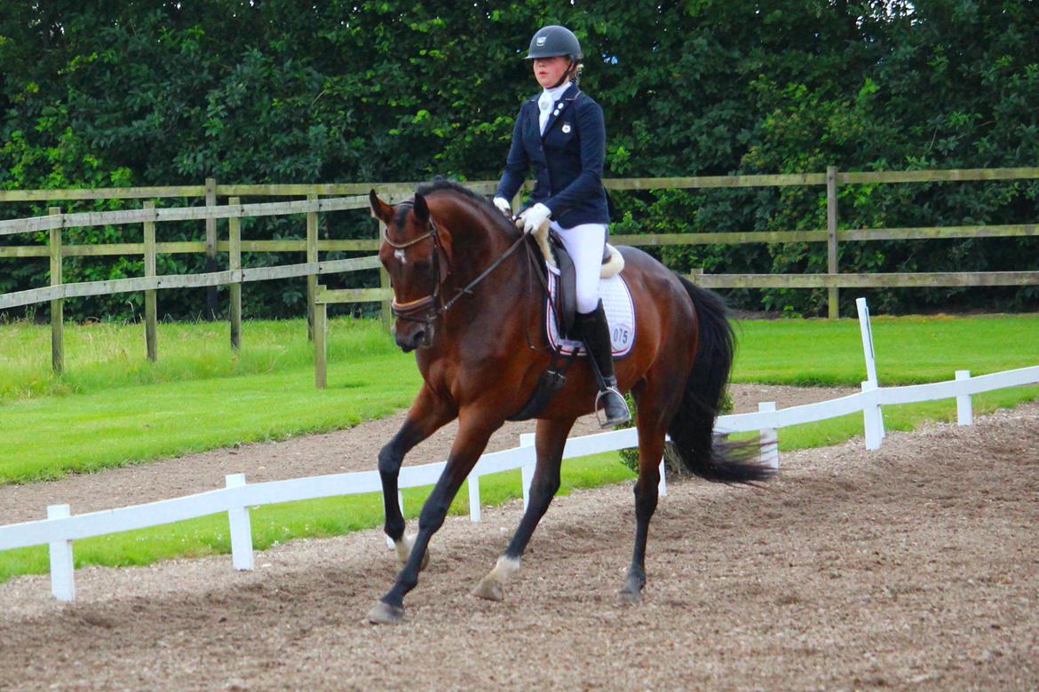 Dansk Varmblod Aalykkes Raffinessa - 5-års i Tørring billede 20