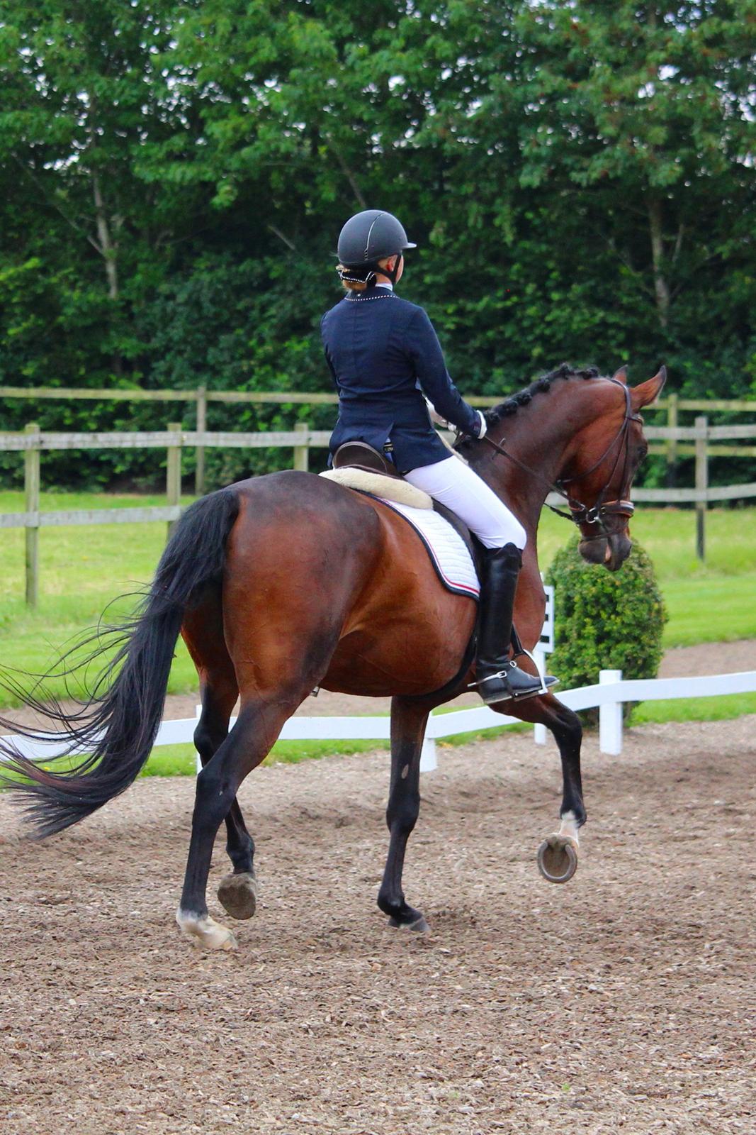 Dansk Varmblod Aalykkes Raffinessa - 5-års i Tørring billede 18