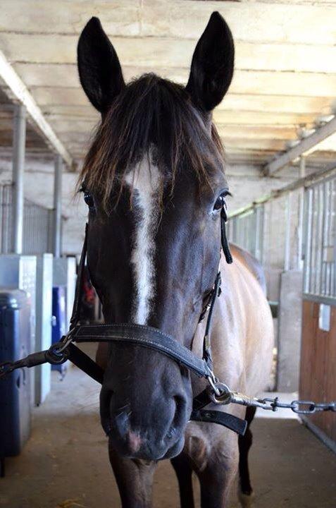Trakehner Donauadler (Dicaprio) - Sommer 2015 - Næsten 2 måneder efter jeg fik ham. billede 12