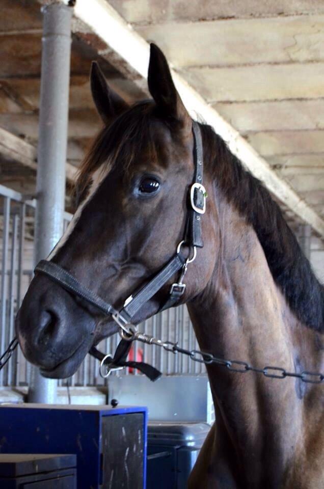 Trakehner Donauadler (Dicaprio) - Sommer 2015 - Næsten 2 måneder efter jeg fik ham. billede 13