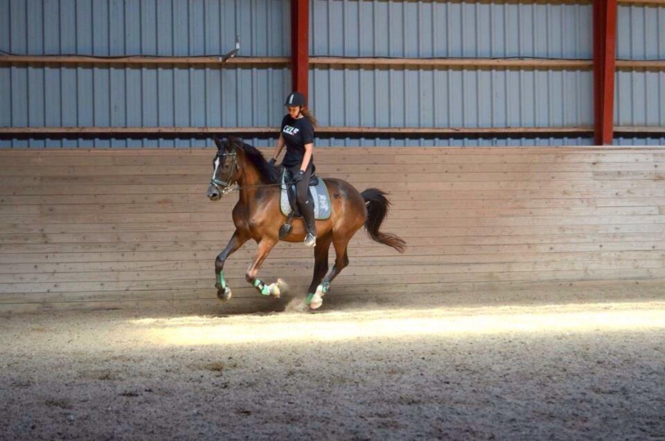 Trakehner Donauadler (Dicaprio) - Sommer 2015 - Næsten 2 måneder efter jeg fik ham. billede 15