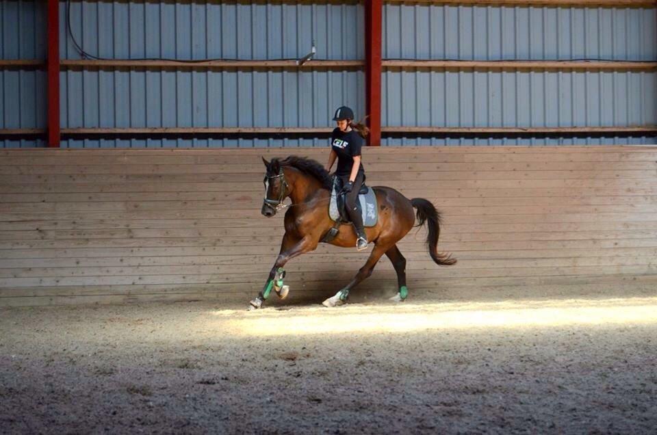 Trakehner Donauadler (Dicaprio) - Sommer 2015 - Næsten 2 måneder efter jeg fik ham. billede 17