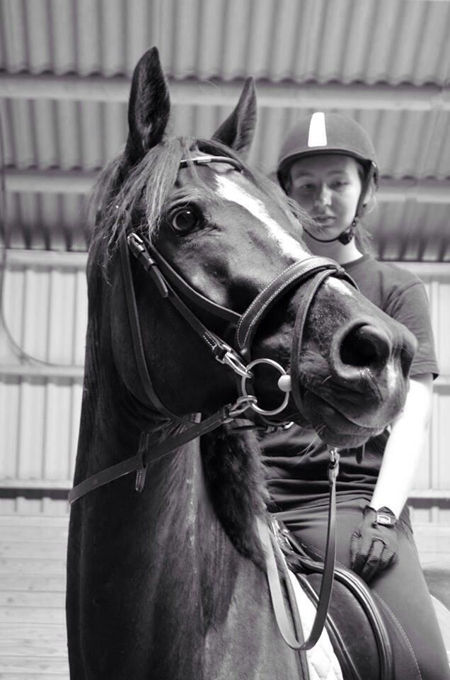 Trakehner Donauadler (Dicaprio) - Sommer 2015 - Næsten 2 måneder efter jeg fik ham. billede 19