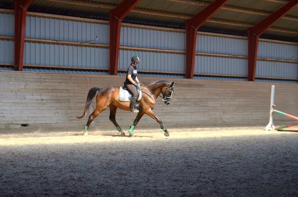 Trakehner Donauadler (Dicaprio) - Sommer 2015 - Næsten 2 måneder efter jeg fik ham. billede 18